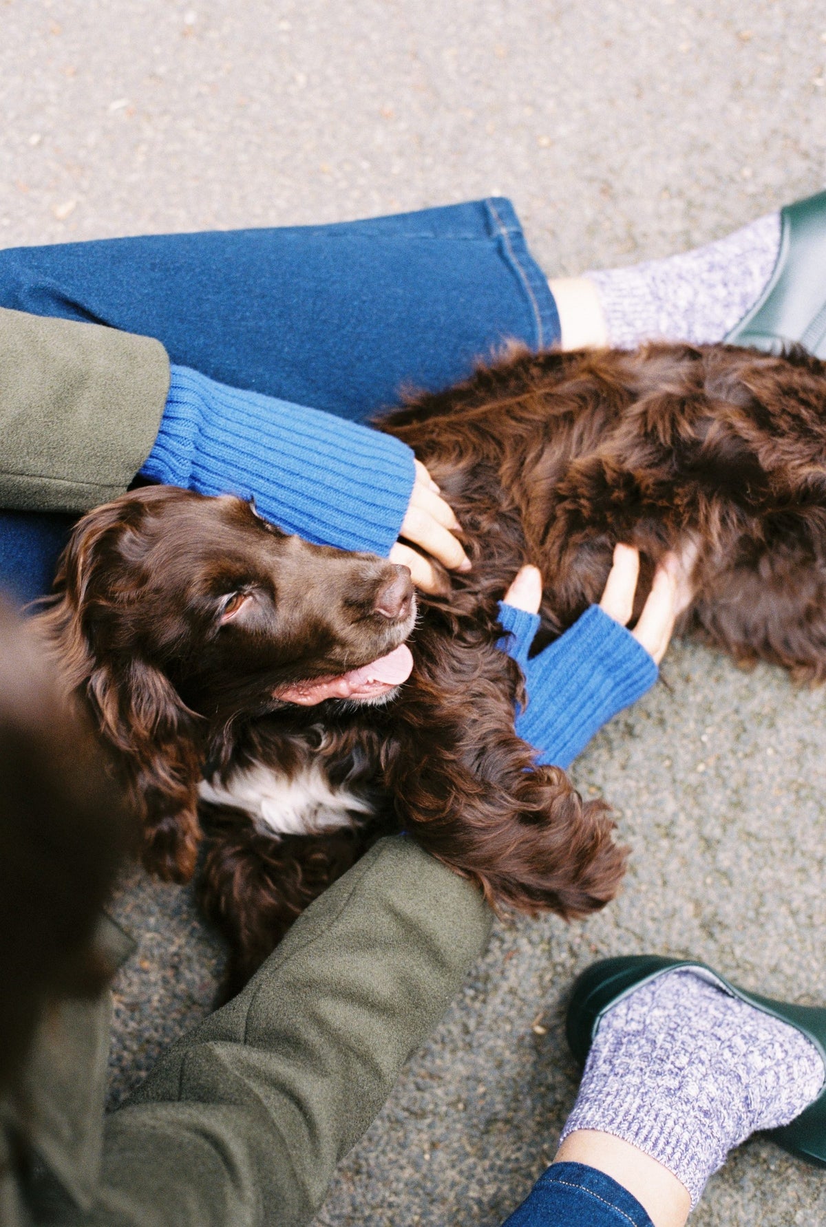 Spaniel detail