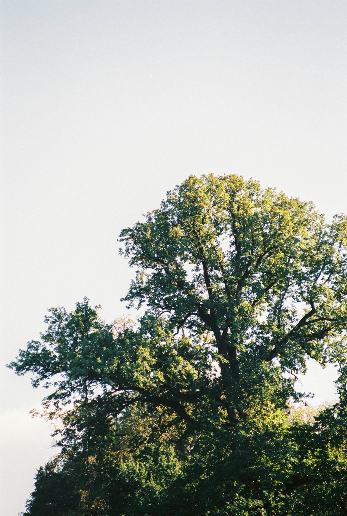 Mardi Editions, The Great Escape, un arbre
